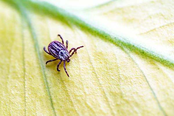 When and why to vaccinate against tick-borne encephalitis?